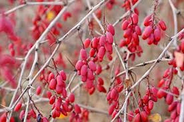 تصویر 6 از خرید و قیمت زرشک پفکی + فروش صادراتی